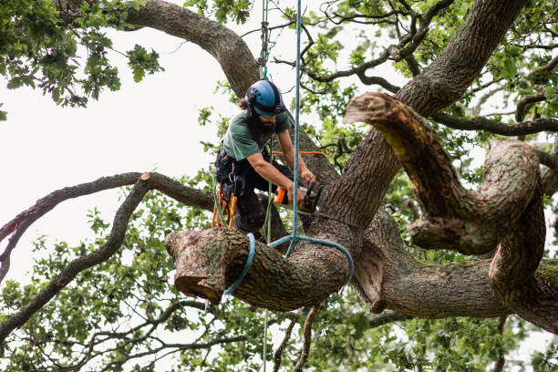 How Our Tree Care Process Works  in  Jerseyville, IL